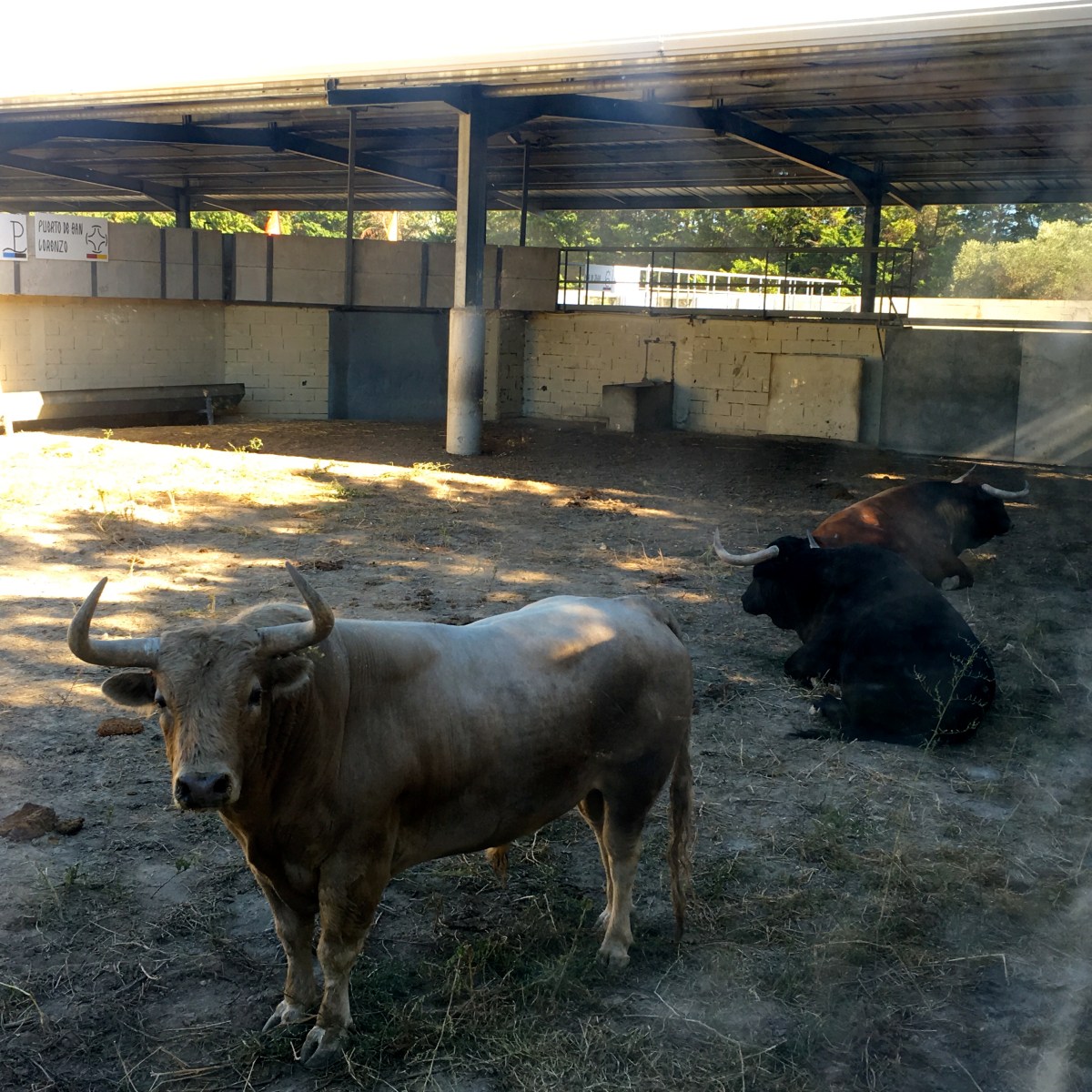 Toro bravo dans les corrales d'Arles
